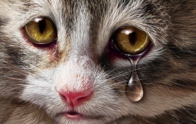 Kedilerde Göz Sulanması Neden Olur ve Tedavisi Nedir?