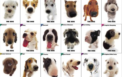 Köpek Irkları Hakkında Bilmeniz Gereken Her Şey